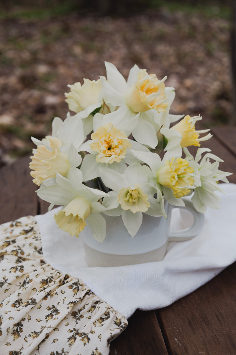 Narcisses dans une tasse