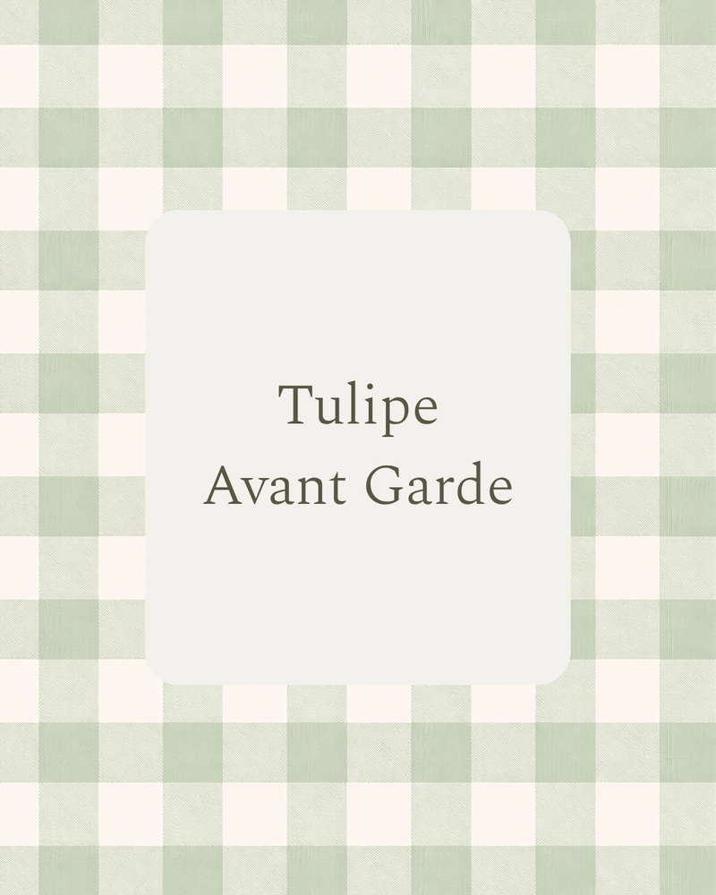 Tulipe - Avant Garde