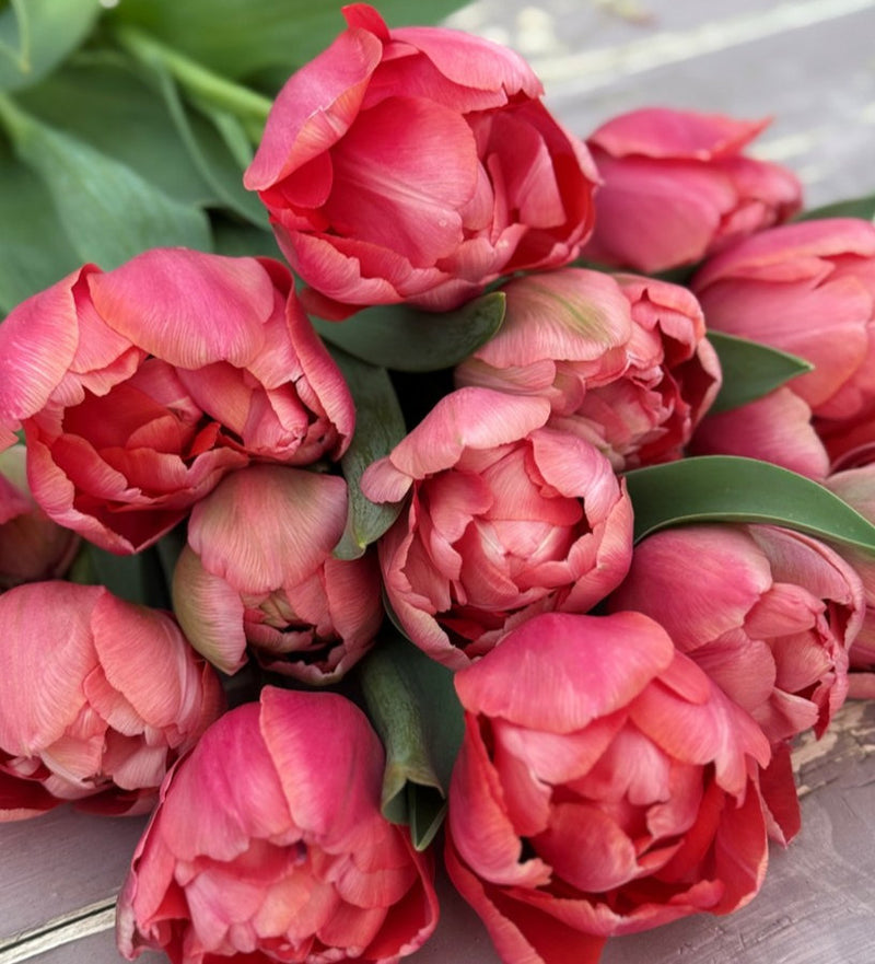 Tulipe - Etched Salmon