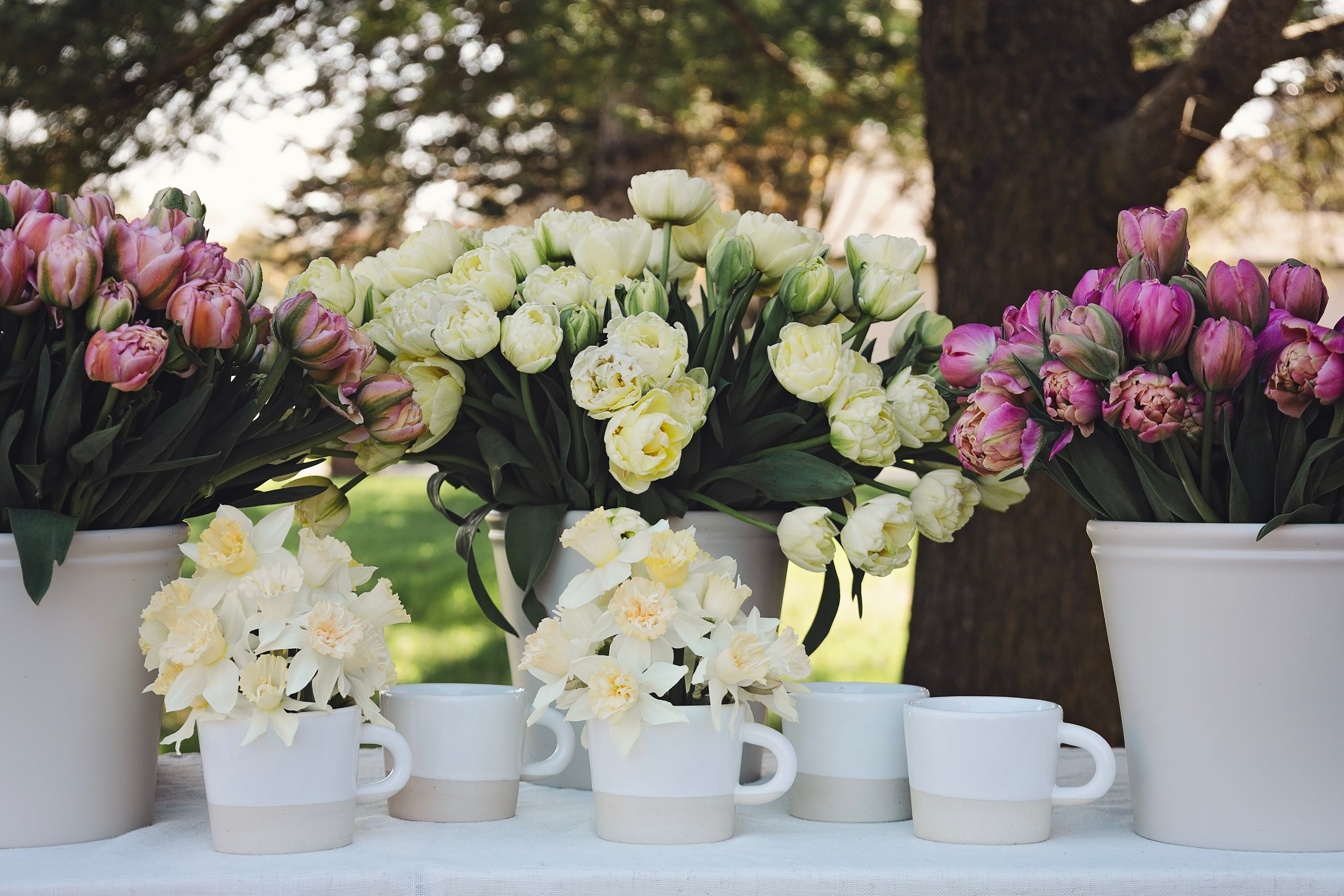 spring tulips and daffodills